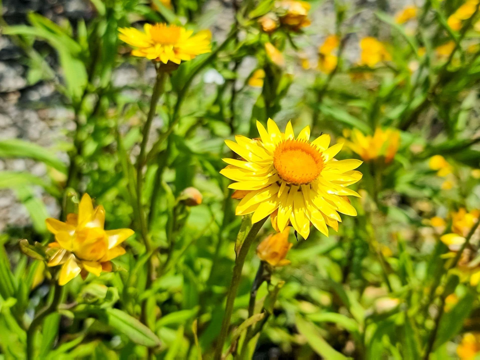 Xerochrysum bracteatum